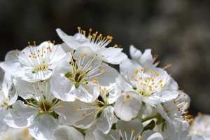 Reaching Up High Blossom